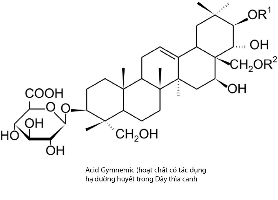 acid-gymnemic