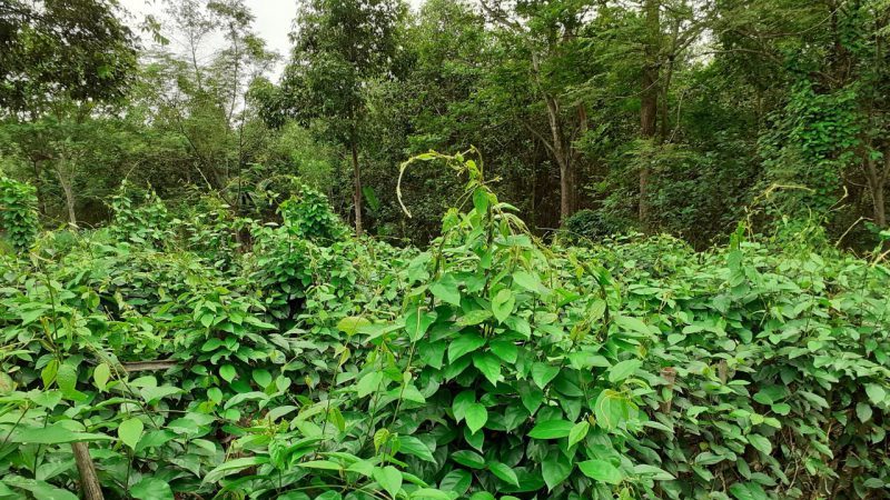 dây thìa canh có tác dụng