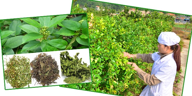 Tổng quan về dây thìa canh