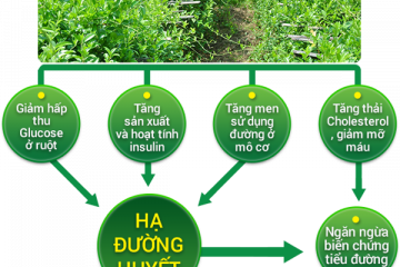 Dây thìa canh giúp cải thiện mức cholesterol và giảm nguy cơ bệnh tim