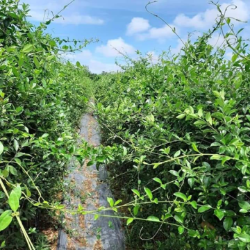 Thảo dược giúp ổn định đường huyết an toàn và hiệu quả Thảo dược giúp ổn định đường huyết an toàn và hiệu quả