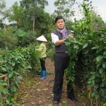 Chuẩn hóa thảo dược tự nhiên cho bệnh tiểu đường: Dấu ấn khoa học của Thương hiệu Quốc gia